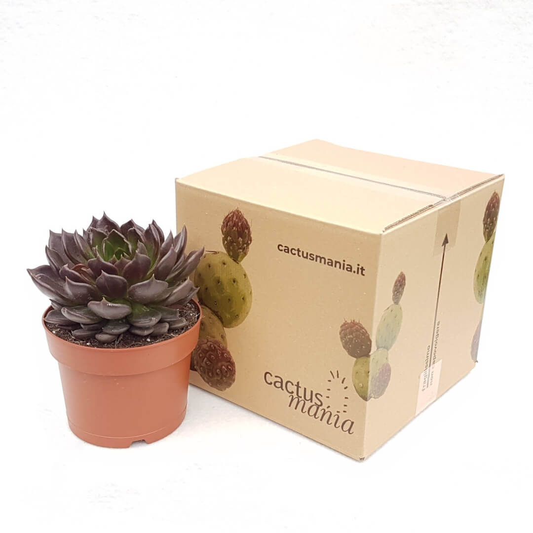 Echeveria Black Prince vaso Ø 17