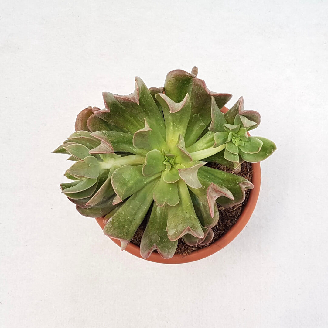Echeveria Diablo Strength vaso Ø 13