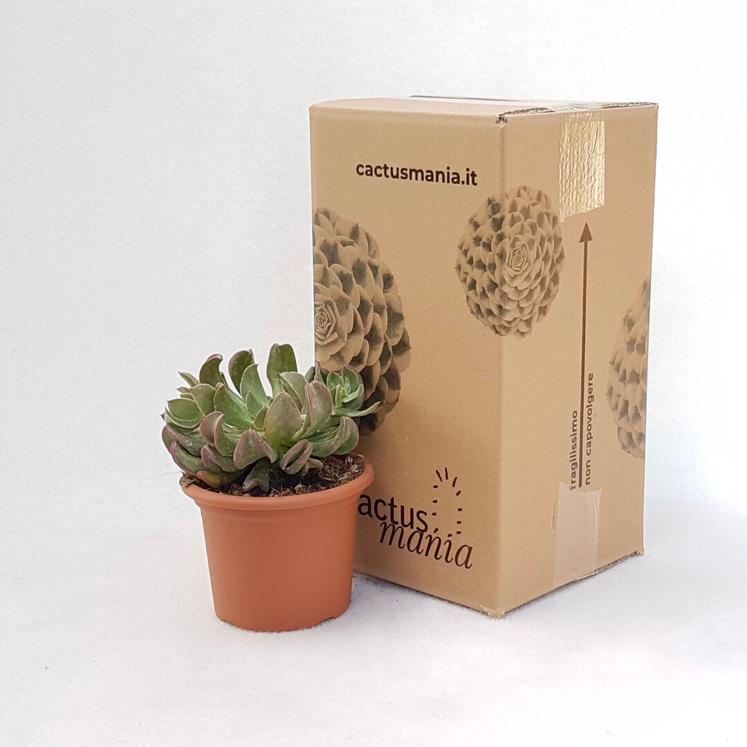 Echeveria Diablo Strength vaso Ø 13