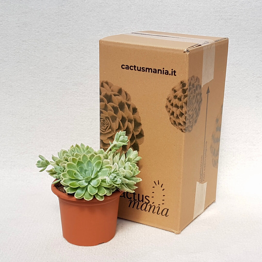 Echeveria elegans vaso Ø 13