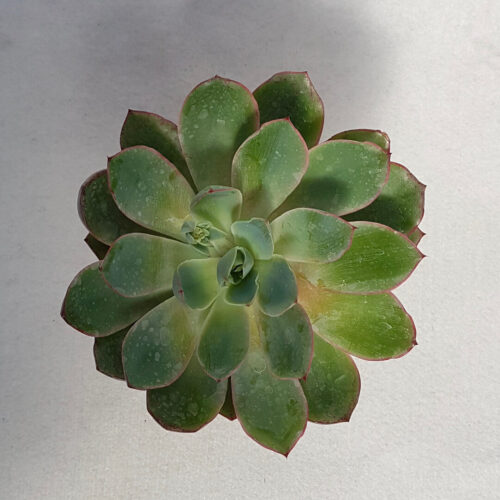 Echeveria Hera vaso Ø 13