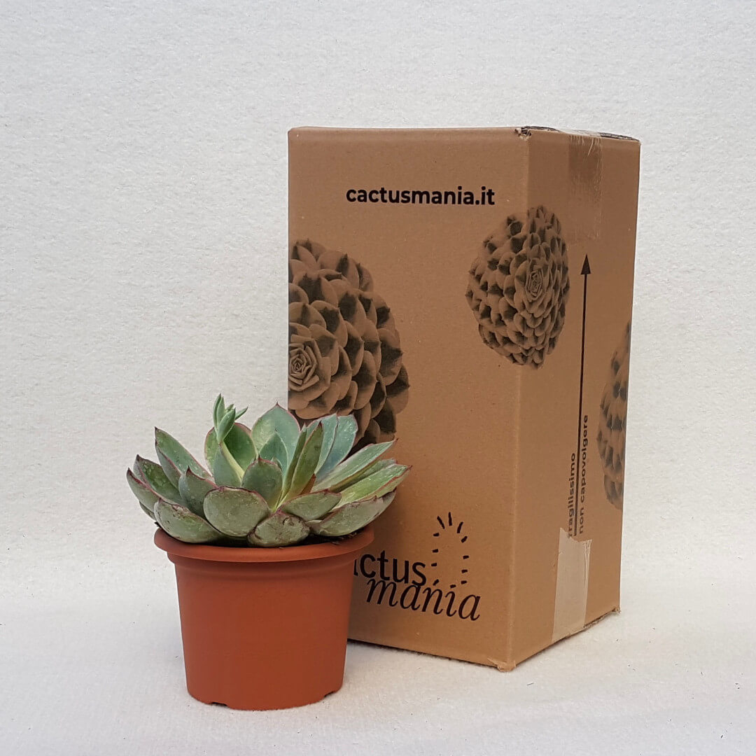 Echeveria Hera vaso Ø 13