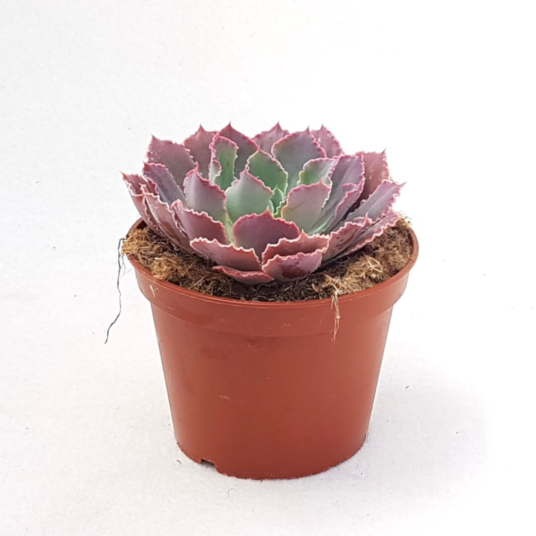 Echeveria 'Neon Breakers' vaso Ø13