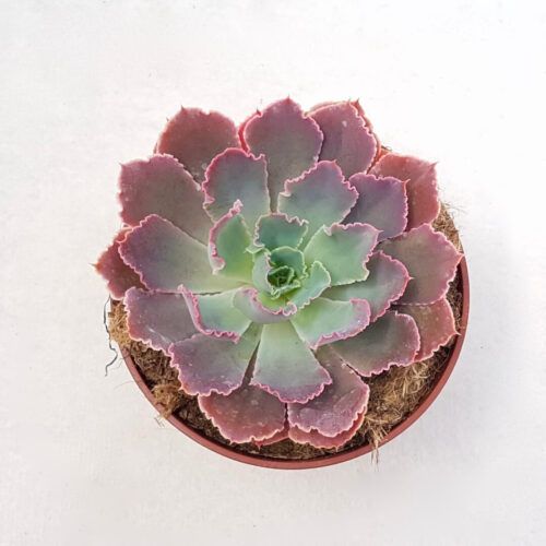 Echeveria 'Neon Breakers' vaso Ø13