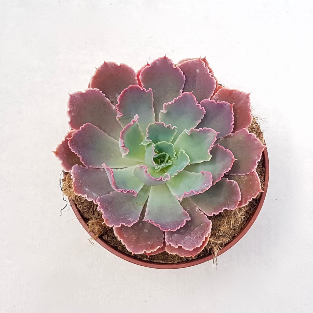 Echeveria 'Neon Breakers' vaso Ø13