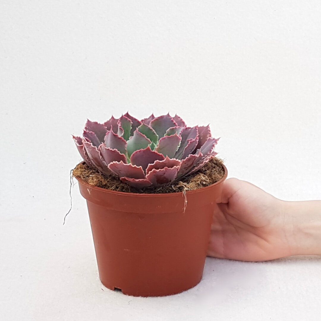 Echeveria 'Neon Breakers' vaso Ø13