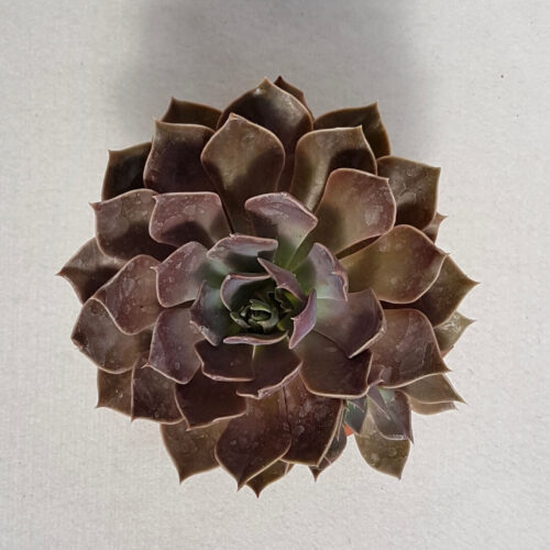 Echeveria Rob Roy vaso Ø 13