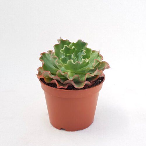 Echeveria Shaviana vaso Ø 13