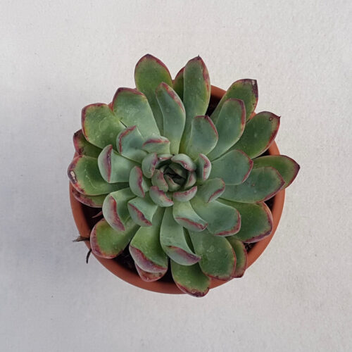 Echeveria sitifukumiana vaso Ø 13