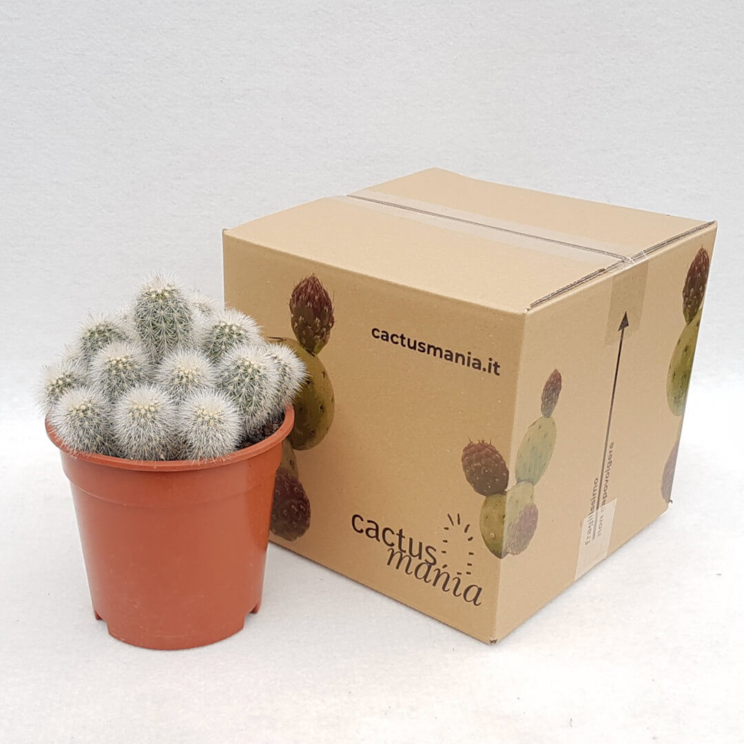 Echinocereus nivosus Ø 17