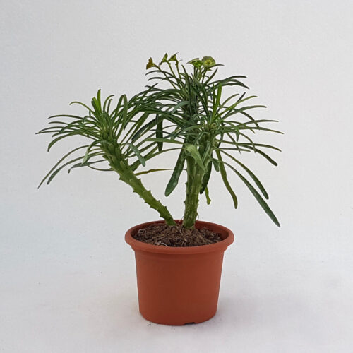 Euphorbia bubalina vaso Ø 13