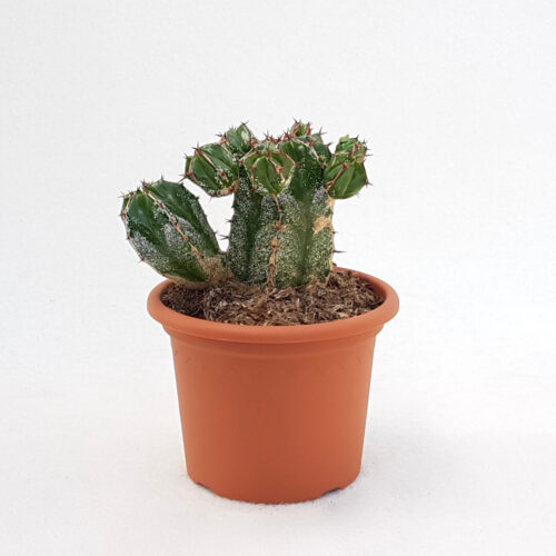 Euphorbia handiensis vaso Ø 13