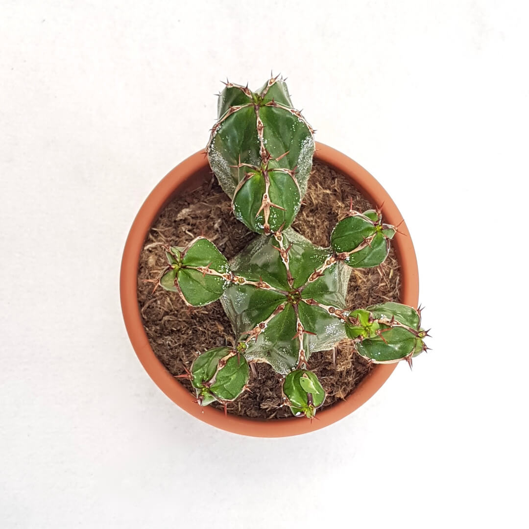 Euphorbia handiensis vaso Ø 13