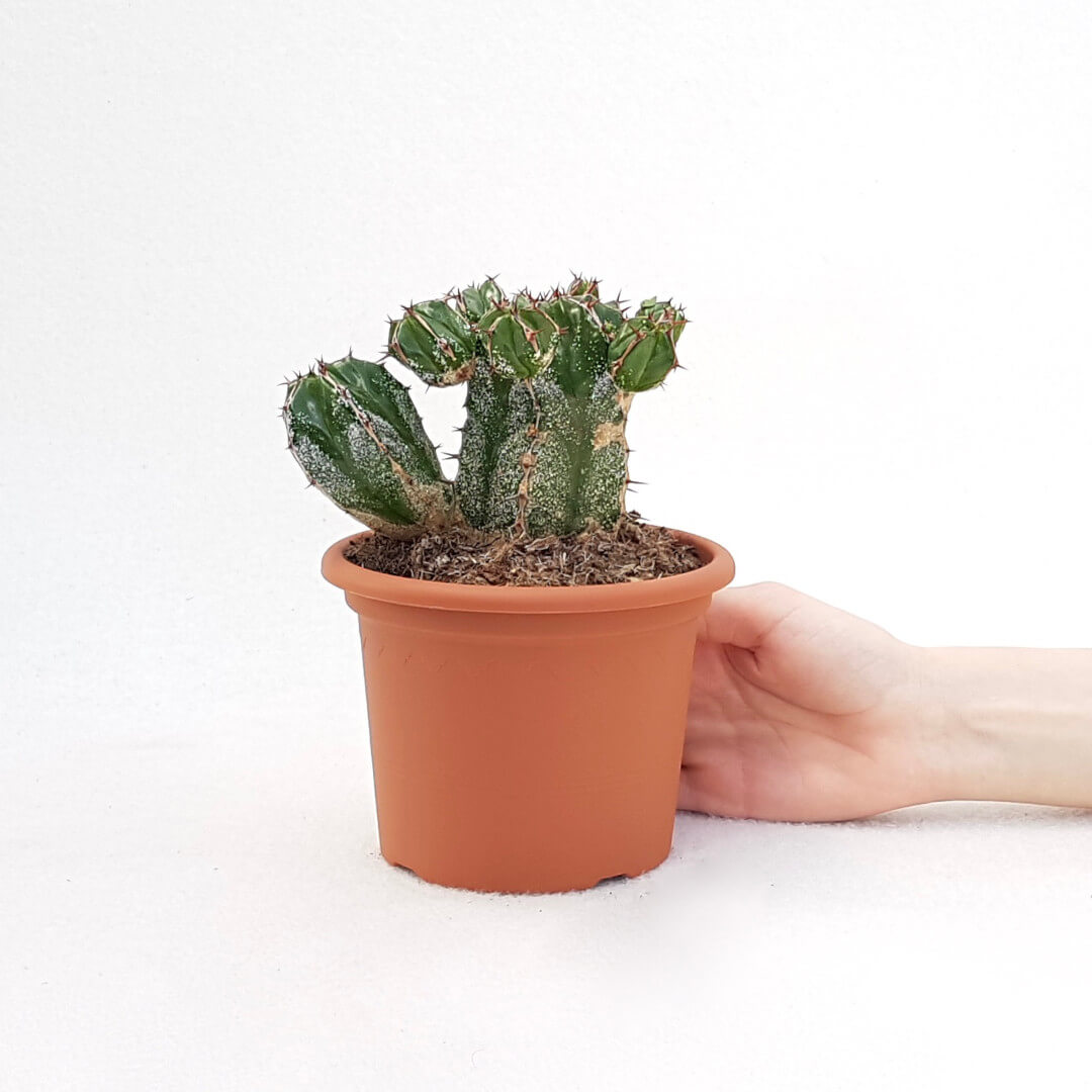 Euphorbia handiensis vaso Ø 13