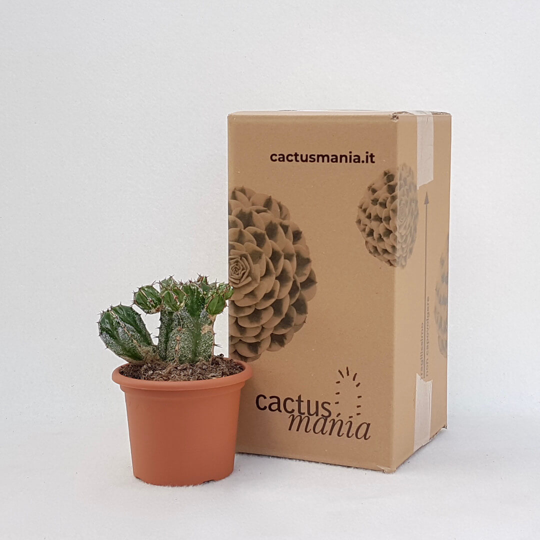 Euphorbia handiensis vaso Ø 13