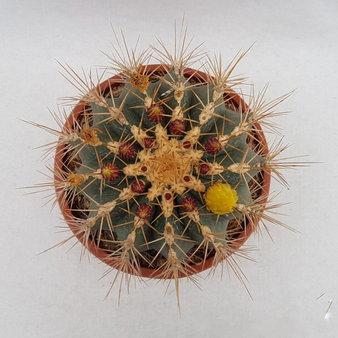 Ferocactus glaucescens vaso Ø 25