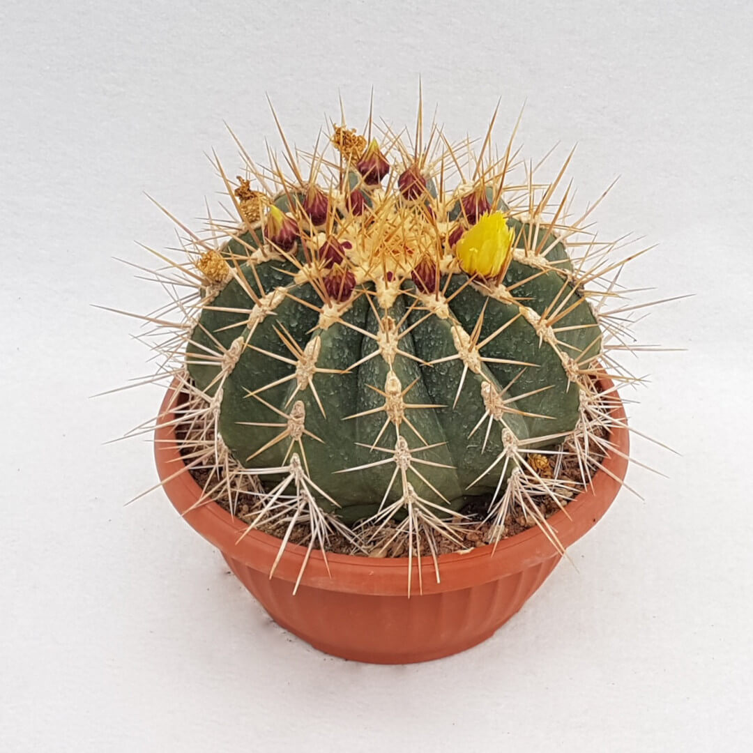 Ferocactus glaucescens vaso Ø 25