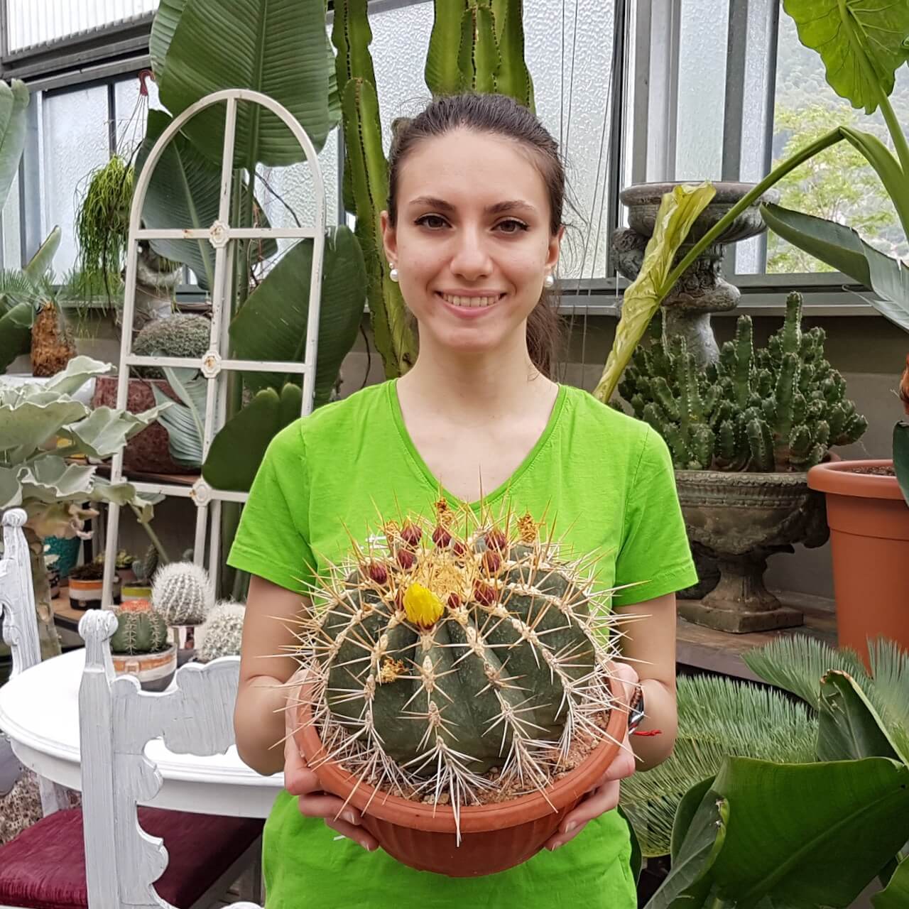 Ferocactus glaucescens vaso Ø 25