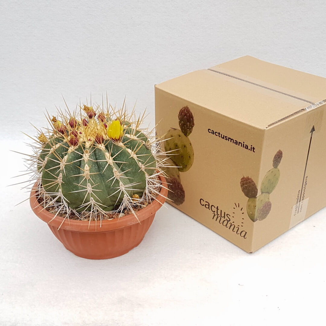 Ferocactus glaucescens vaso Ø 25