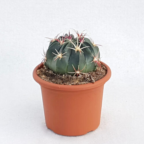 Ferocactus macrodiscus vaso Ø 13