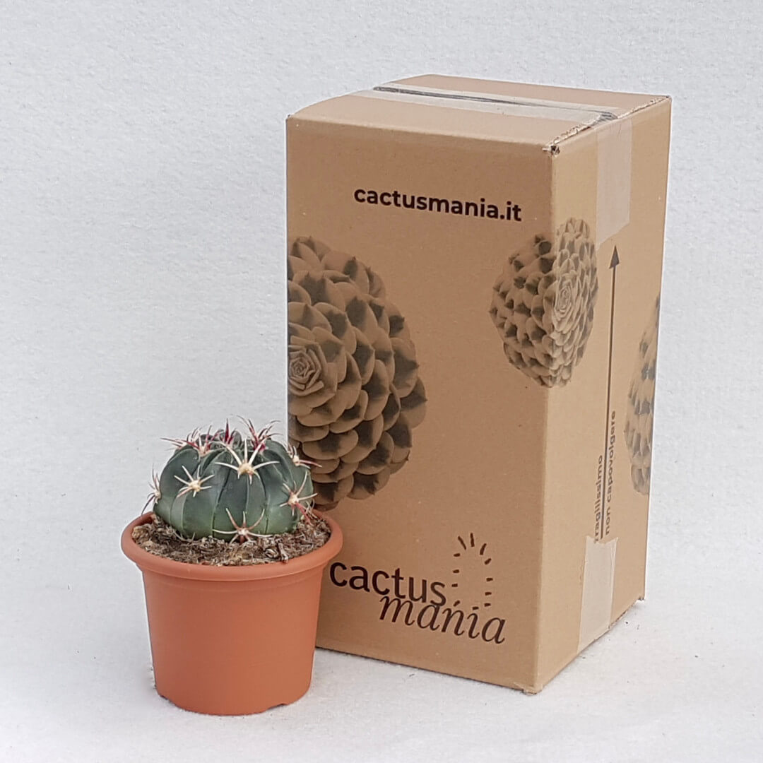 Ferocactus macrodiscus vaso Ø 13