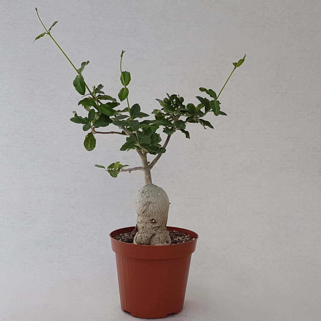 Fockea edulis vaso Ø 14