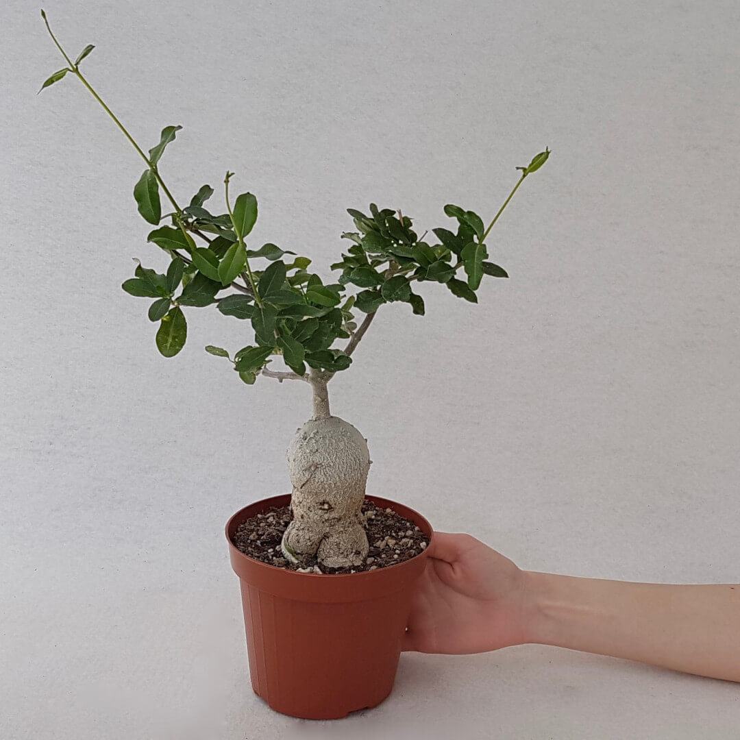 Fockea edulis vaso Ø 14