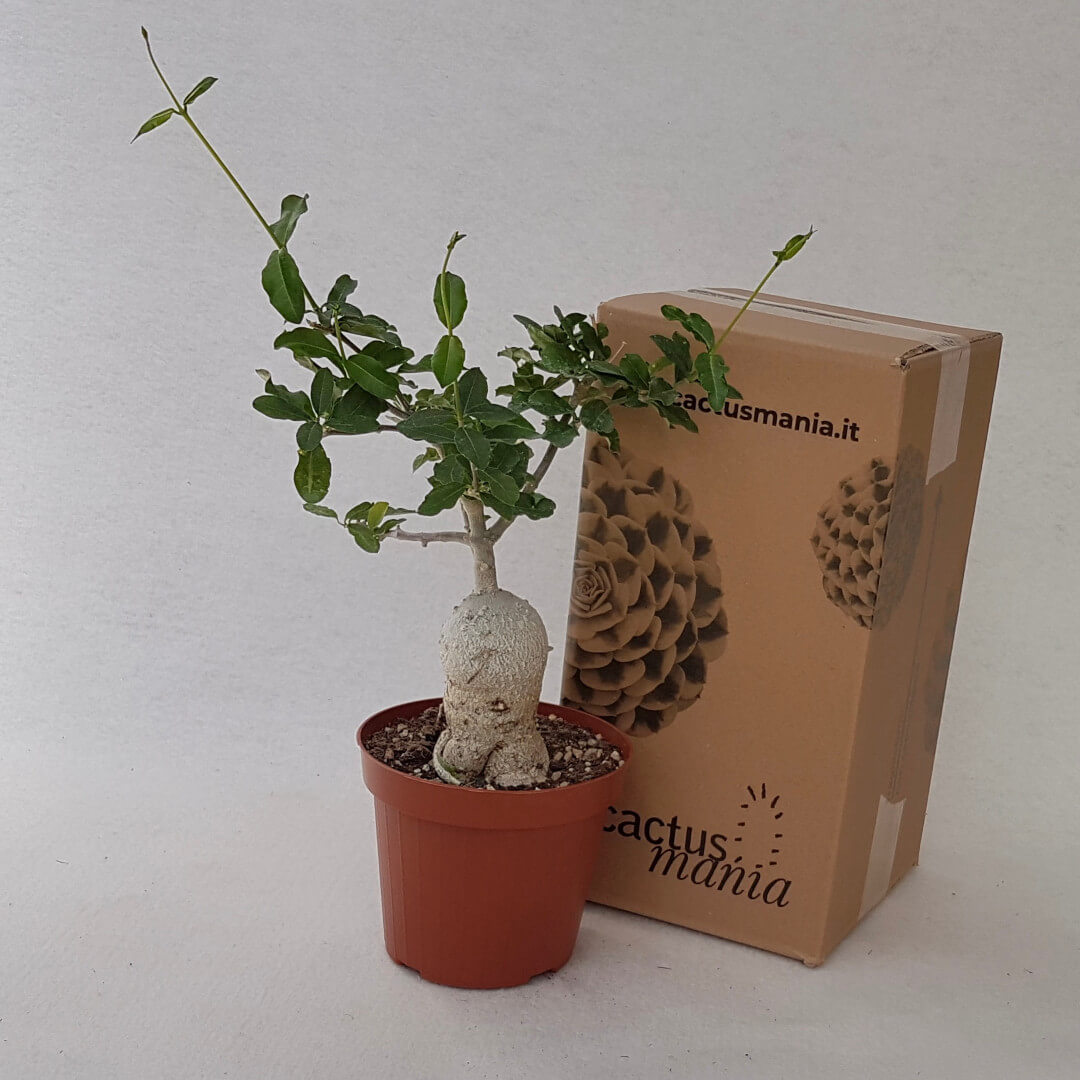 Fockea edulis vaso Ø 14