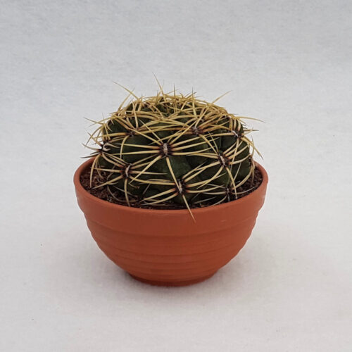 Gymnocalycium monvillei vaso Ø 13