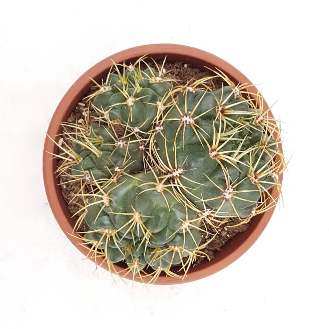 Gymnocalycium multiflorum vaso Ø 20