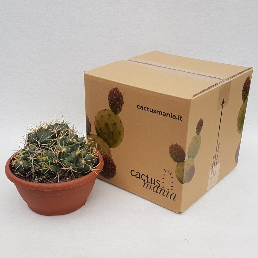 Gymnocalycium multiflorum vaso Ø 20