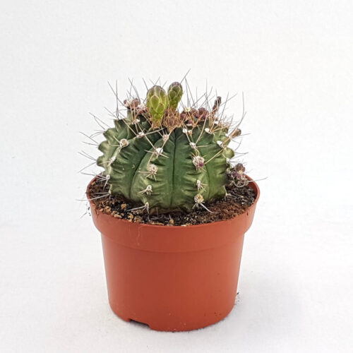 Gymnocalycium pungens vaso Ø 13