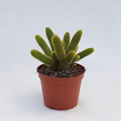 Hildewintera aureispina vaso Ø 13