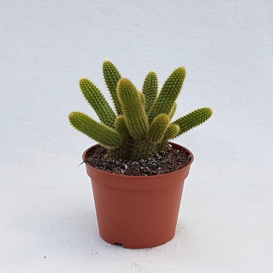 Hildewintera aureispina vaso Ø 13