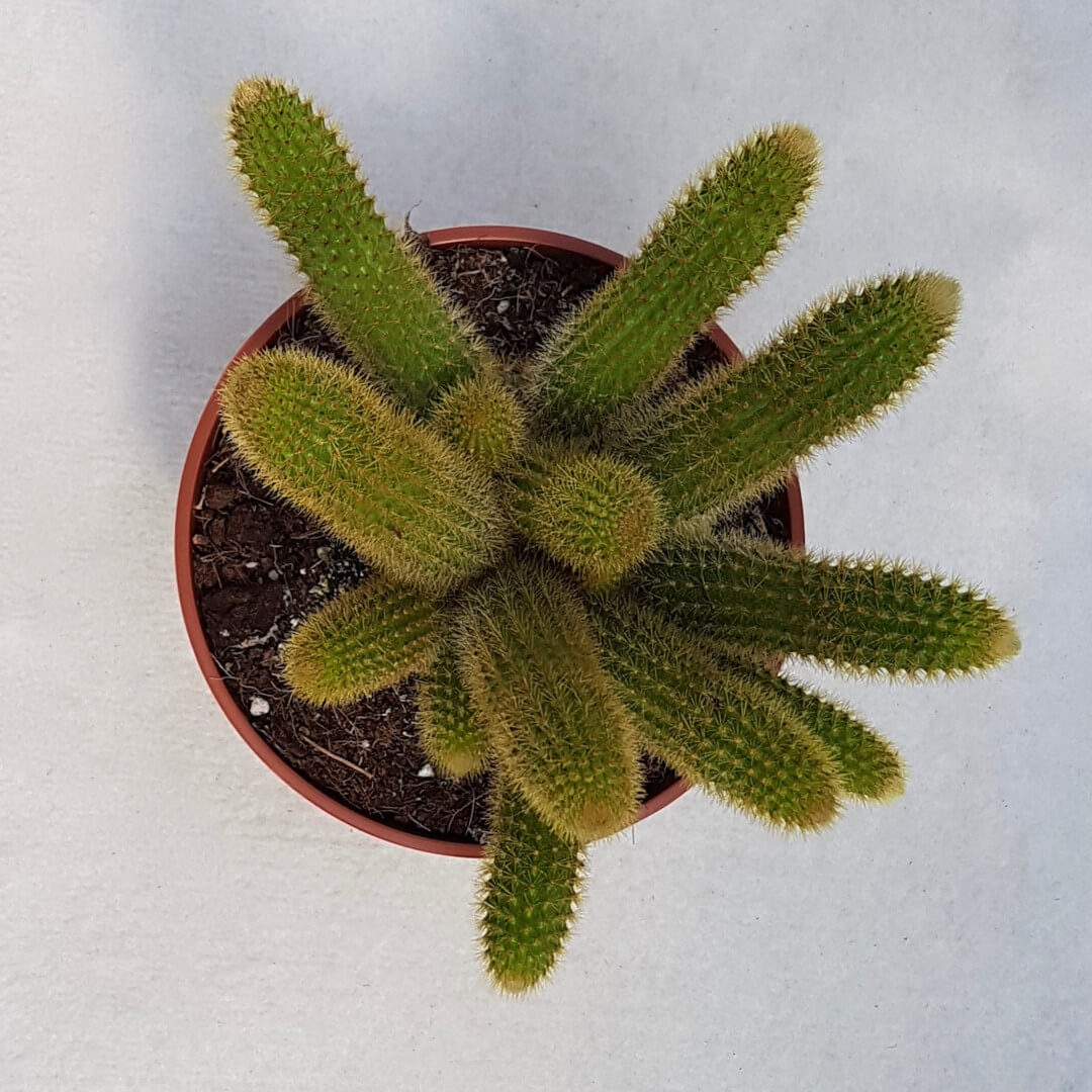 Hildewintera aureispina vaso Ø 13