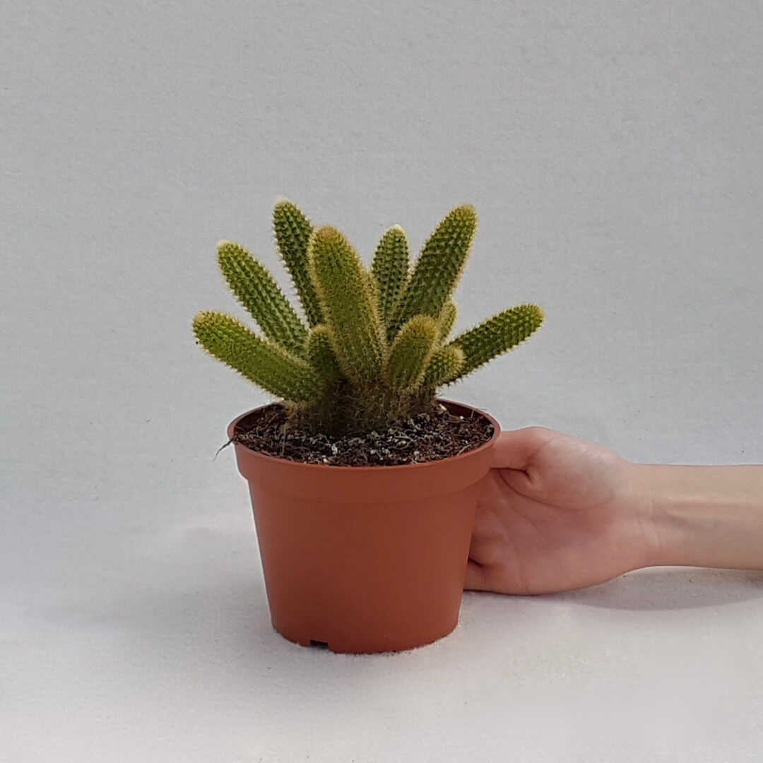 Hildewintera aureispina vaso Ø 13