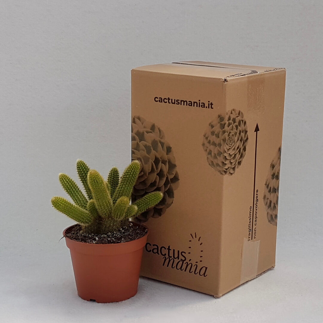 Hildewintera aureispina vaso Ø 13