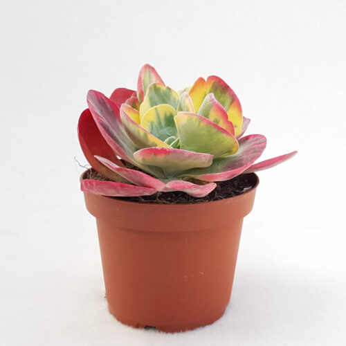 Kalanchoe thyrsifolia variegata vaso 13