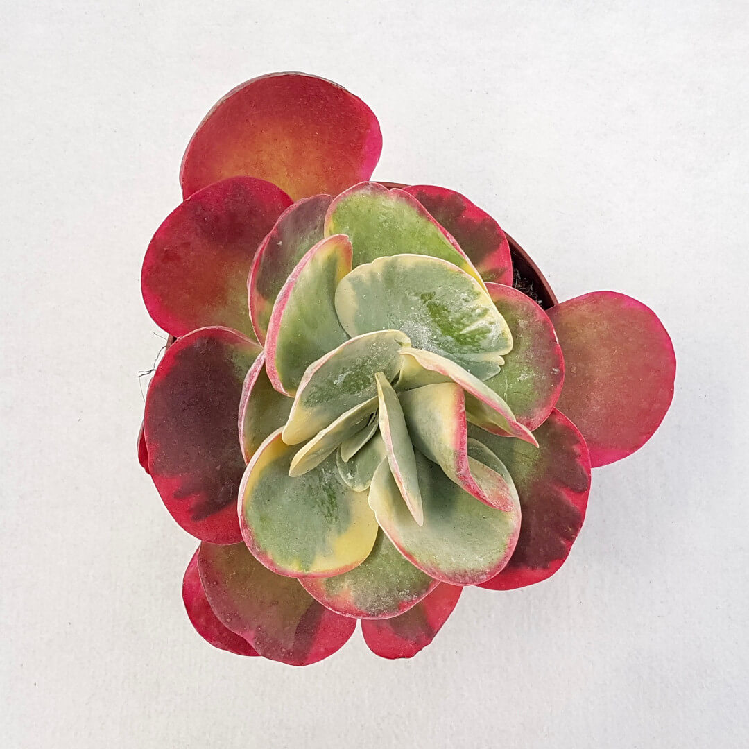 Kalanchoe thyrsifolia variegata vaso 13