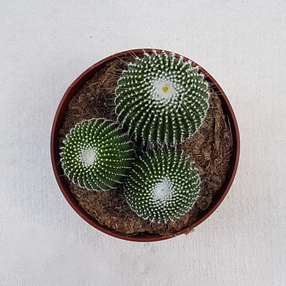 Notocactus leninghausii inermis vaso Ø 13