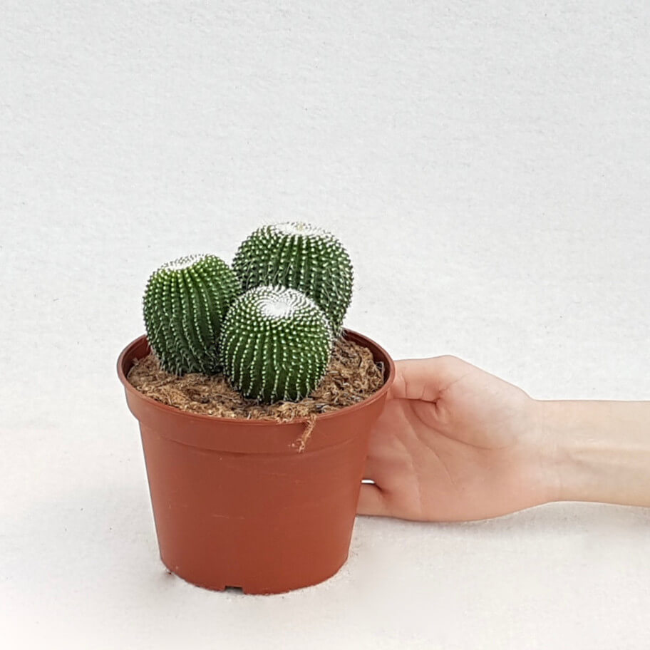 Notocactus leninghausii inermis vaso Ø 13