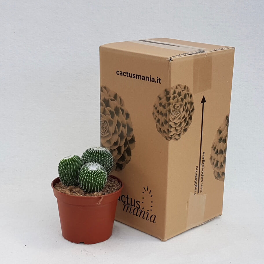 Notocactus leninghausii inermis vaso Ø 13