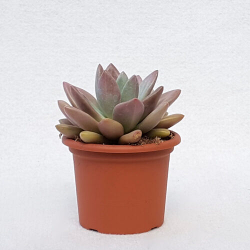 Pachyveria Loredana vaso Ø 13