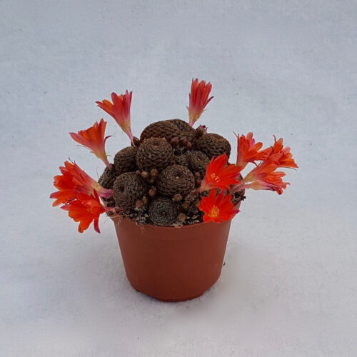 Rebutia heliosa var. condorensis cv. rubrispina vaso Ø 10