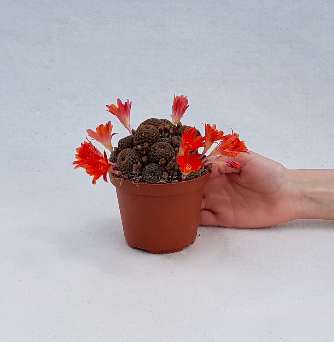 Rebutia heliosa var. condorensis cv. rubrispina vaso Ø 10