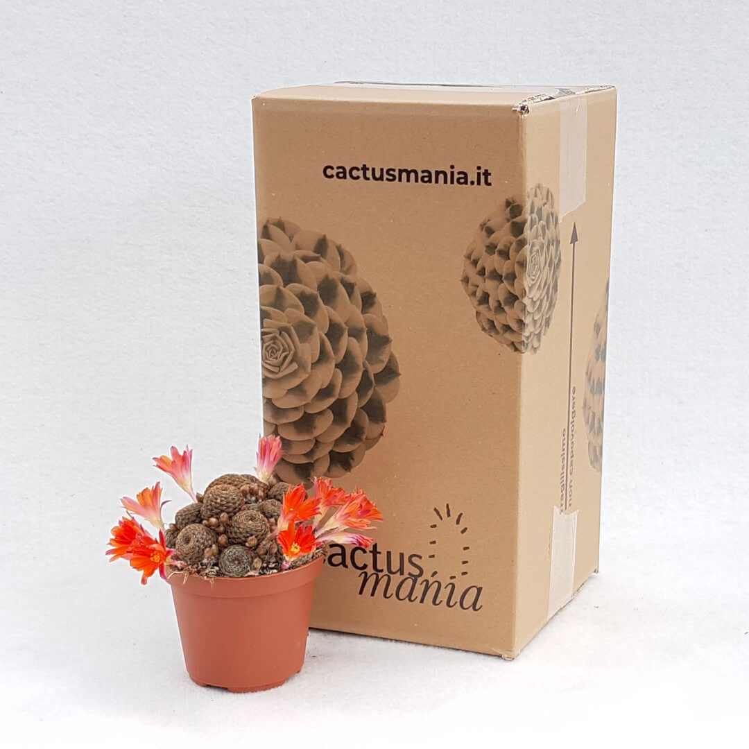 Rebutia heliosa var. condorensis cv. rubrispina vaso Ø 10