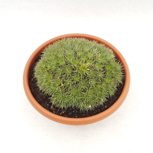 Abromeitiella chlorantha vaso Ø 20