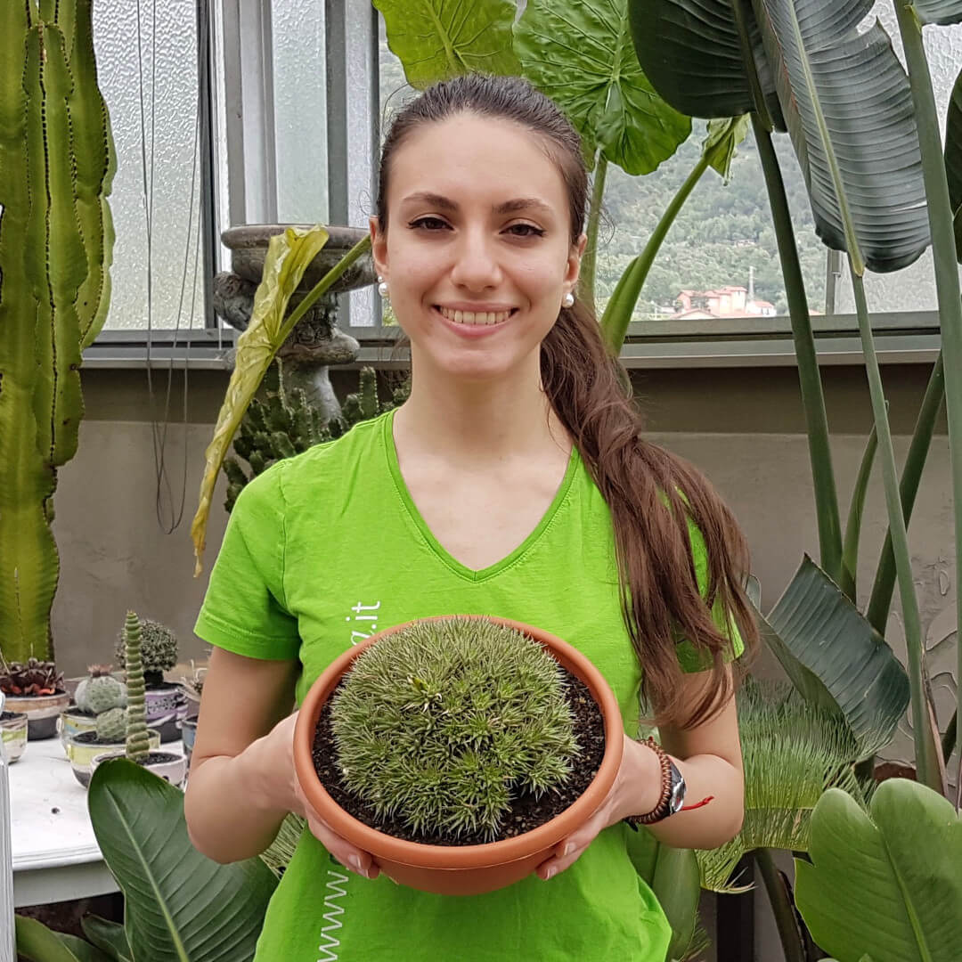Abromeitiella chlorantha vaso Ø 20