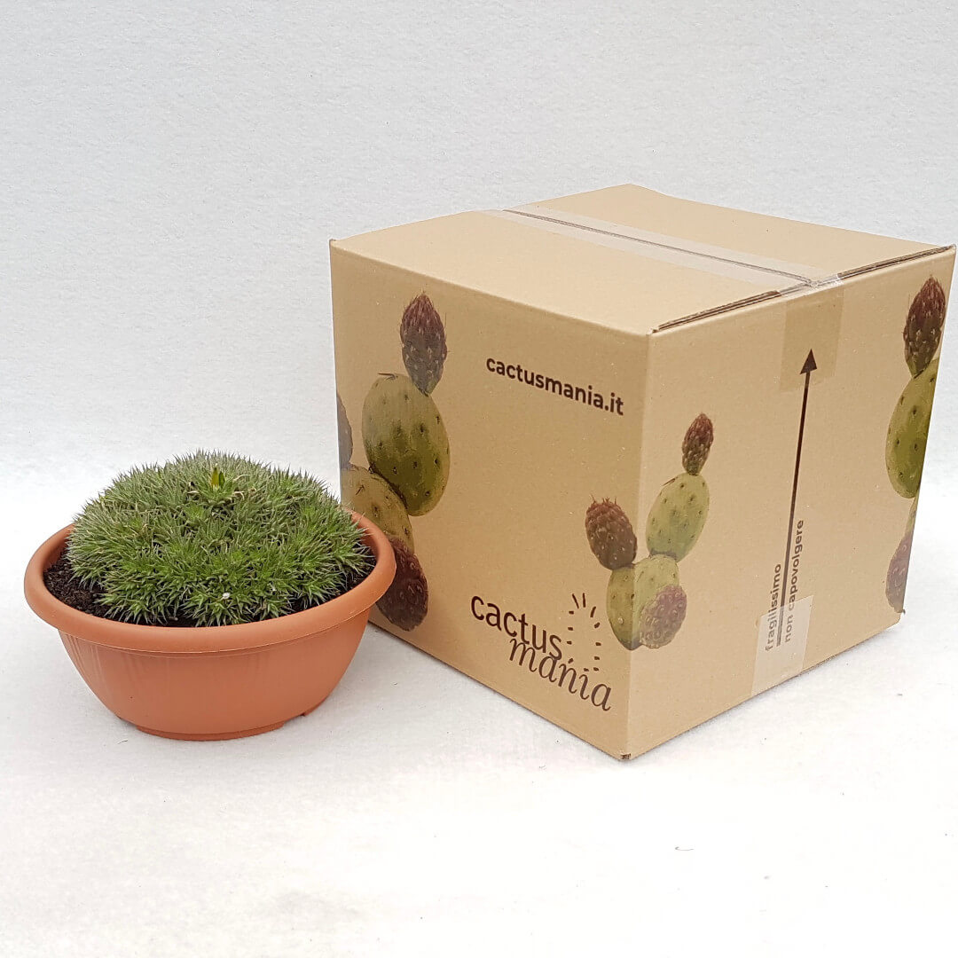 Abromeitiella chlorantha vaso Ø 20