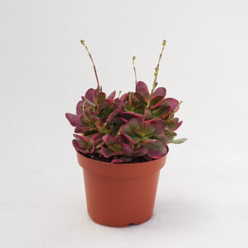 Crassula cultrata variegata vaso Ø 13